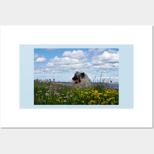 Keeshond amongst the flowers Posters and Art